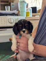 Peridot , a female Cavalier King Charles Spaniel for sale in Medford, OR – 4 of 4