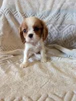 Hootie , a male Cavalier King Charles Spaniel for sale in Medford, OR – Photo 1 of 5