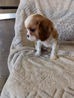 Hootie , a male Cavalier King Charles Spaniel for sale in Medford, OR – Photo 3 of 5