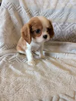 Hootie , a male Cavalier King Charles Spaniel for sale in Medford, OR – Photo 4 of 5