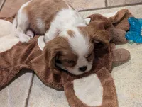 Hootie , a male Cavalier King Charles Spaniel for sale in Medford, OR – Photo 2 of 5