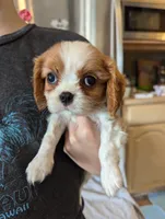 Hootie , a male Cavalier King Charles Spaniel for sale in Medford, OR – Photo 5 of 5
