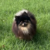 AKC Kenzo, a male Pomeranian for sale in Millsap, TX – Photo 6 of 8