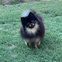 AKC Kenzo, a male Pomeranian for sale in Millsap, TX – Photo 3 of 8