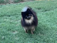 AKC Kenzo, a male Pomeranian for sale in Millsap, TX – Photo 3 of 8
