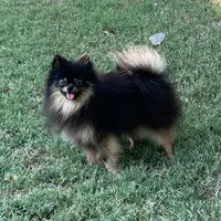 AKC Kenzo, a male Pomeranian for sale in Millsap, TX – Photo 7 of 8