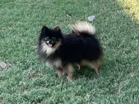 AKC Kenzo, a male Pomeranian for sale in Millsap, TX – Photo 7 of 8