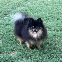 AKC Kenzo, a male Pomeranian for sale in Millsap, TX – Photo 1 of 8