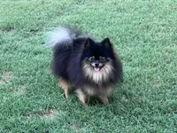 AKC Kenzo, a male Pomeranian for sale in Millsap, TX – Photo 1 of 8