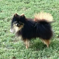 AKC Kenzo, a male Pomeranian for sale in Millsap, TX – Photo 2 of 8