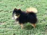 AKC Kenzo, a male Pomeranian for sale in Millsap, TX – Photo 2 of 8