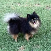 AKC Kenzo, a male Pomeranian for sale in Millsap, TX – Photo 4 of 8