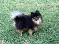 AKC Kenzo, a male Pomeranian for sale in Millsap, TX – Photo 4 of 8