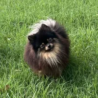 AKC Kenzo, a male Pomeranian for sale in Millsap, TX – Photo 8 of 8