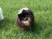 AKC Kenzo, a male Pomeranian for sale in Millsap, TX – Photo 8 of 8