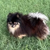 AKC Kenzo, a male Pomeranian for sale in Millsap, TX – Photo 5 of 8