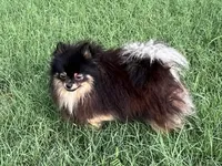 AKC Kenzo, a male Pomeranian for sale in Millsap, TX – Photo 5 of 8