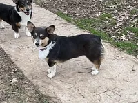 AKC Bitsy - Spayed, a female Pembroke Welsh Corgi for sale in Millsap, TX – Photo 6 of 9