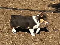 AKC Bitsy - Spayed, a female Pembroke Welsh Corgi for sale in Millsap, TX – Photo 3 of 9