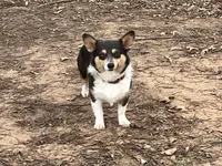 AKC Bitsy - Spayed, a female Pembroke Welsh Corgi for sale in Millsap, TX – Photo 7 of 9