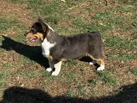 AKC Bitsy - Spayed, a female Pembroke Welsh Corgi for sale in Millsap, TX – Photo 2 of 9