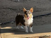 AKC Bitsy - Spayed, a female Pembroke Welsh Corgi for sale in Millsap, TX – Photo 4 of 9