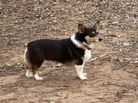 AKC Bitsy - Spayed, a female Pembroke Welsh Corgi for sale in Millsap, TX – Photo 1 of 9