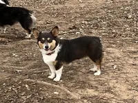 AKC Bitsy - Spayed, a female Pembroke Welsh Corgi for sale in Millsap, TX – Photo 8 of 9