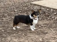 AKC Bitsy - Spayed, a female Pembroke Welsh Corgi for sale in Millsap, TX – Photo 9 of 9