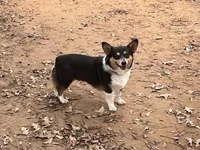 AKC Bitsy - Spayed, a female Pembroke Welsh Corgi for sale in Millsap, TX – Photo 5 of 9