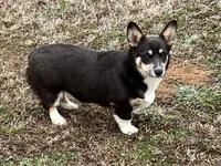 AKC BLUIE - REBA, a female Pembroke Welsh Corgi for sale in Millsap, TX – Photo 2 of 8