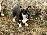 AKC BLUIE - REBA, a female Pembroke Welsh Corgi for sale in Millsap, TX – Photo 5 of 8