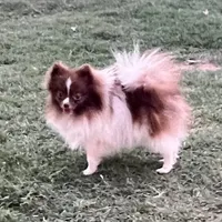 AKC Twix , a male Pomeranian for sale in Millsap, TX – Photo 6 of 6