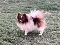 AKC Twix, a male Pomeranian for sale in Millsap, TX – Photo 6 of 6
