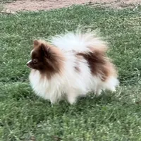 AKC Twix , a male Pomeranian for sale in Millsap, TX – Photo 4 of 6