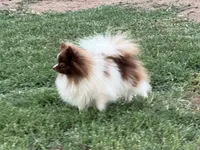 AKC Twix, a male Pomeranian for sale in Millsap, TX – Photo 4 of 6