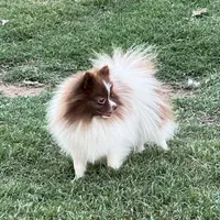 AKC Twix , a male Pomeranian for sale in Millsap, TX – Photo 5 of 6