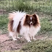 AKC Twix , a male Pomeranian for sale in Millsap, TX – Photo 3 of 6