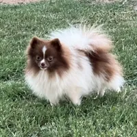 AKC Twix , a male Pomeranian for sale in Millsap, TX – Photo 1 of 6