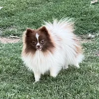 AKC Twix , a male Pomeranian for sale in Millsap, TX – Photo 2 of 6