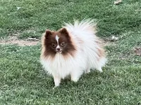 AKC Twix, a male Pomeranian for sale in Millsap, TX – Photo 2 of 6