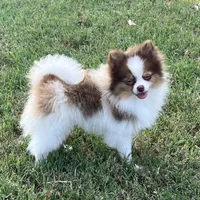 AKC Mia, a female Pomeranian for sale in Millsap, TX – Photo 7 of 7