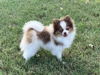 AKC Mia, a female Pomeranian for sale in Millsap, TX – Photo 7 of 7