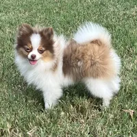 AKC Mia, a female Pomeranian for sale in Millsap, TX – Photo 3 of 7
