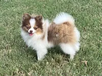 AKC Mia, a female Pomeranian for sale in Millsap, TX – Photo 3 of 7