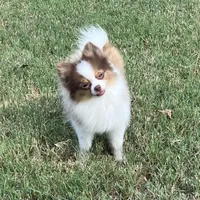 AKC Mia, a female Pomeranian for sale in Millsap, TX – Photo 2 of 7