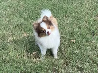 AKC Mia, a female Pomeranian for sale in Millsap, TX – Photo 2 of 7