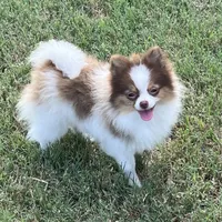 AKC Mia, a female Pomeranian for sale in Millsap, TX – Photo 4 of 7