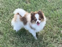 AKC Mia, a female Pomeranian for sale in Millsap, TX – Photo 4 of 7