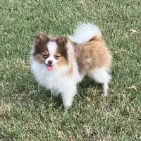 AKC Mia, a female Pomeranian for sale in Millsap, TX – Photo 6 of 7